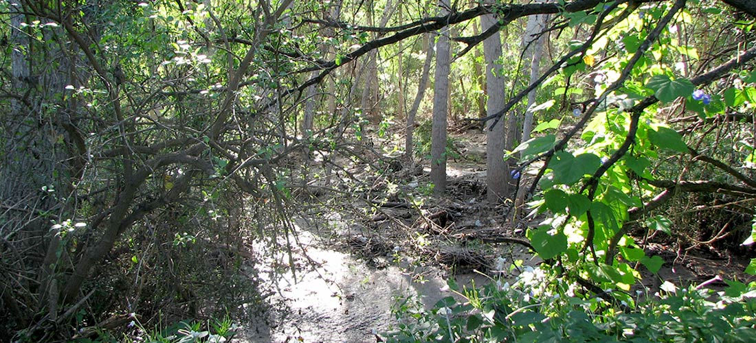 Learn More - Friends of the Santa Cruz River